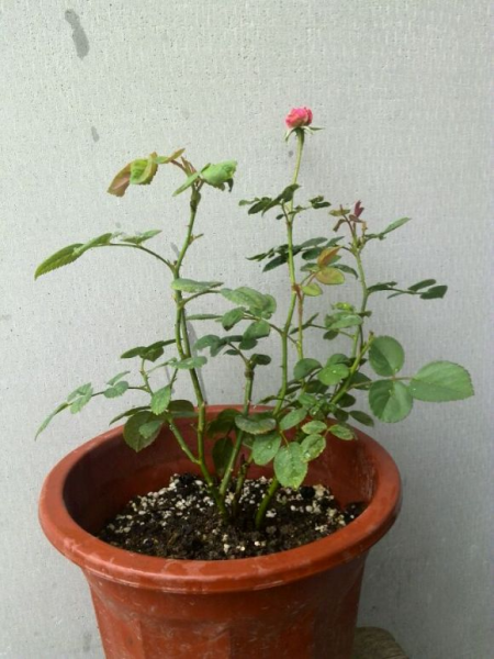 月季怎样修剪才能开花多一点