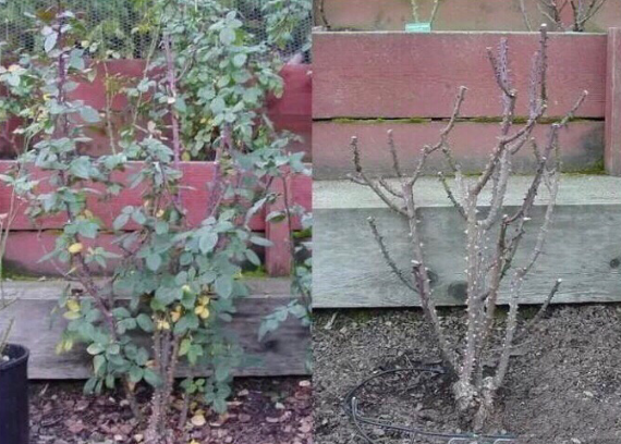 月季怎样修剪才能开花多一点