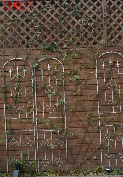 月季怎样修剪才能开花多一点