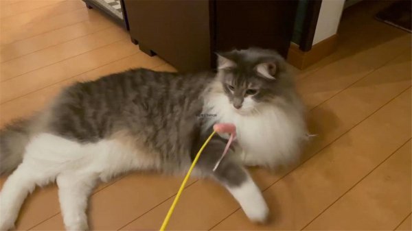 吸猫是啥意思是什么