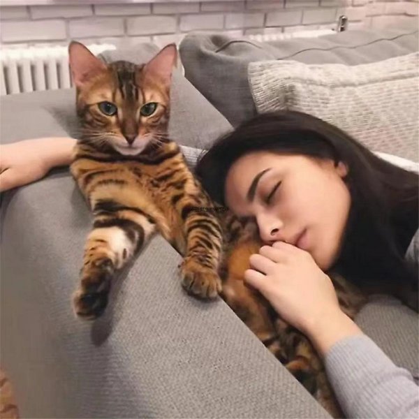 吸猫是啥意思是什么