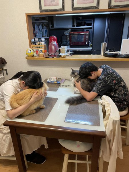 吸猫是啥意思是什么