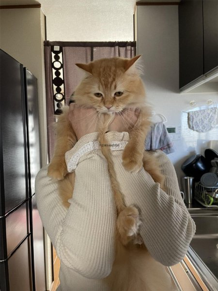 吸猫是啥意思是什么