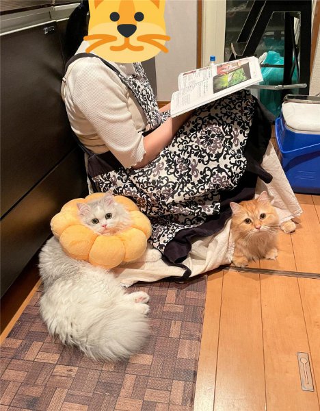 吸猫是啥意思是什么