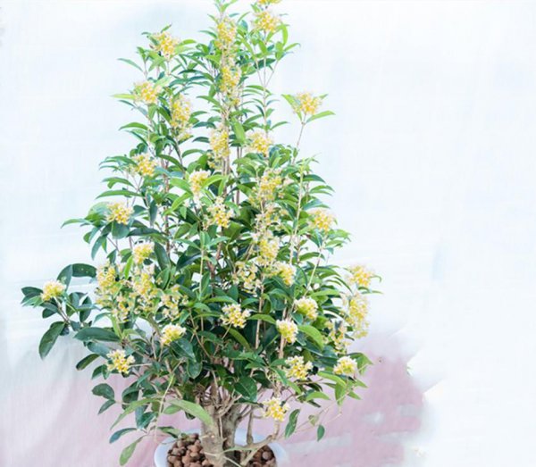 桂花哪个品种最好最香