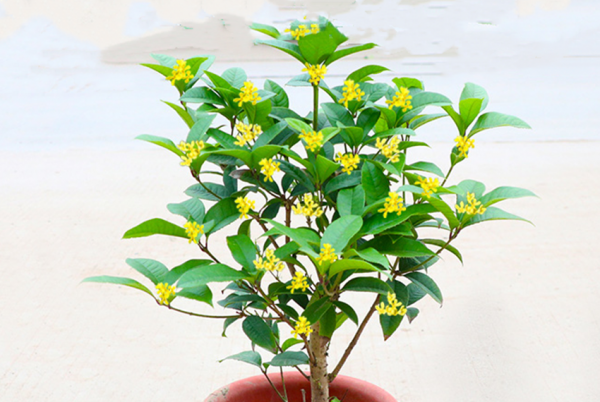 桂花哪个品种最好最香