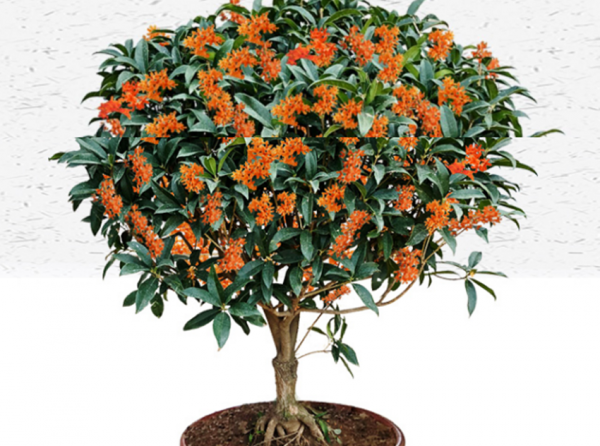 桂花哪个品种最好最香