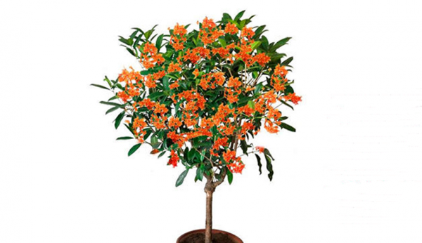 桂花哪个品种最好最香