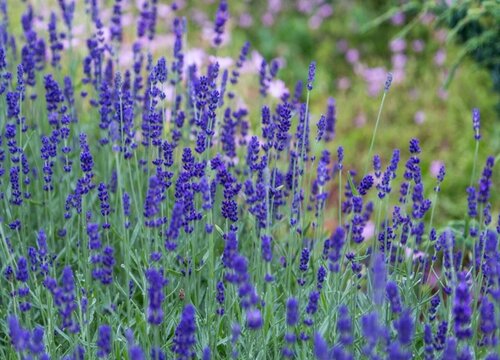薰衣草怎么种植方法