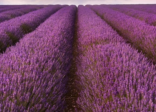 薰衣草怎么种植方法