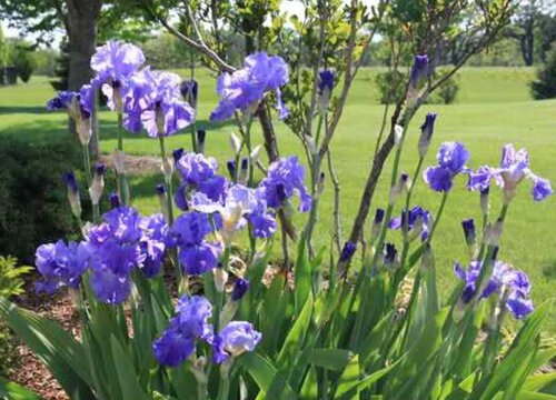 巴西鸢尾兰一年开几次花