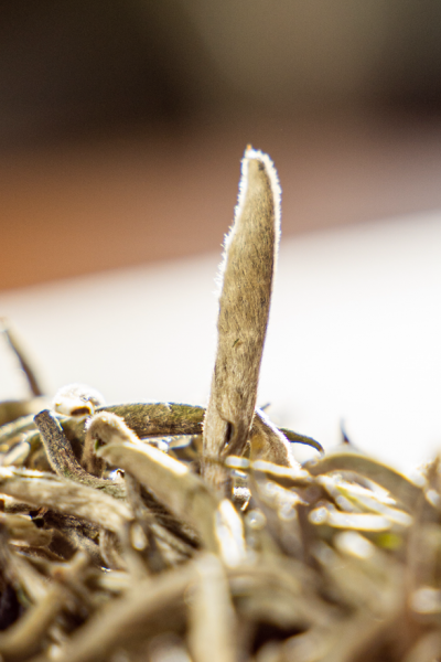 云南白茶与福建白茶的区别