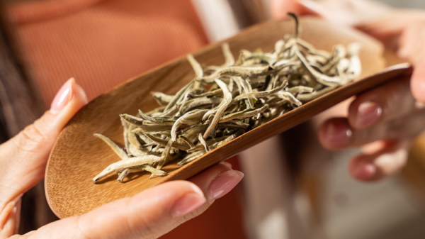 云南白茶与福建白茶的区别