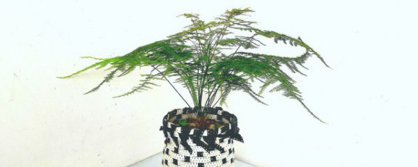 客厅摆放花盆风水禁忌