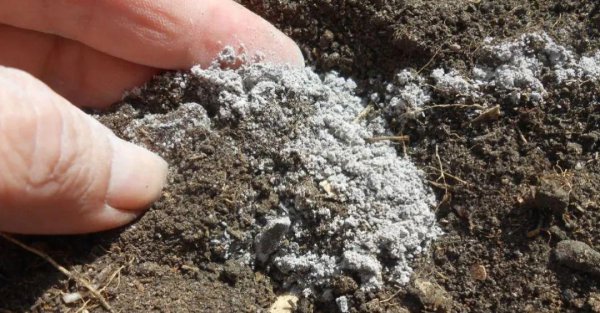 草木灰是酸性还是碱性