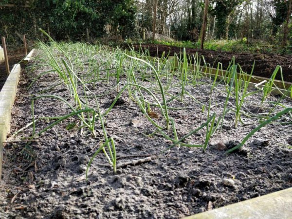 草木灰是酸性还是碱性