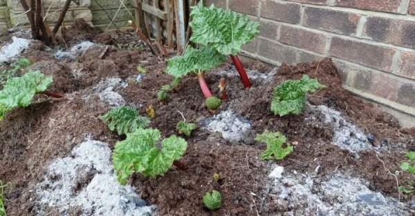 草木灰是酸性还是碱性