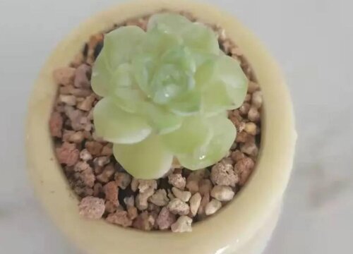 多肉怎么施肥才能更旺盛