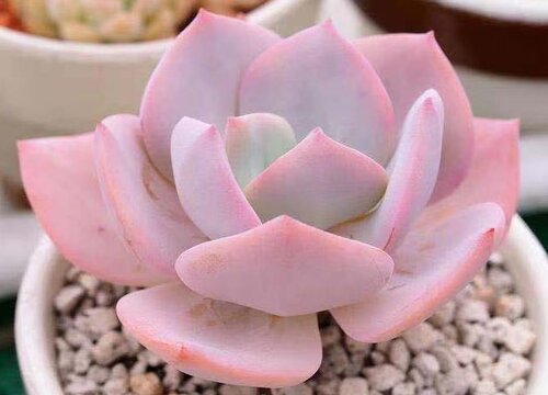 多肉怎么施肥才能更旺盛