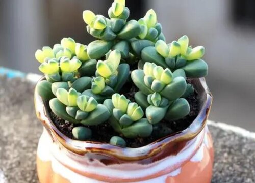 多肉怎么施肥才能更旺盛