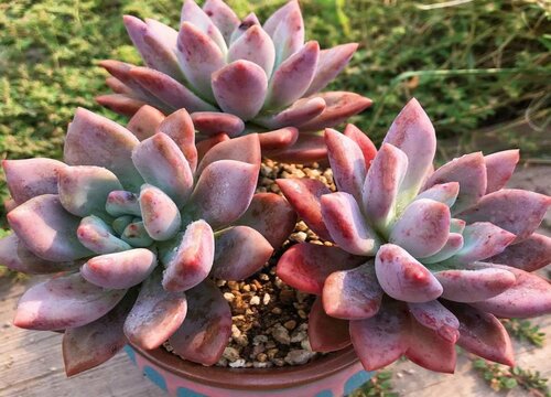 多肉怎么施肥才能更旺盛