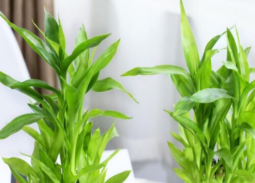 富贵竹黄叶不生根的原因