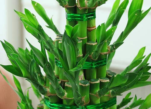 富贵竹黄叶不生根的原因