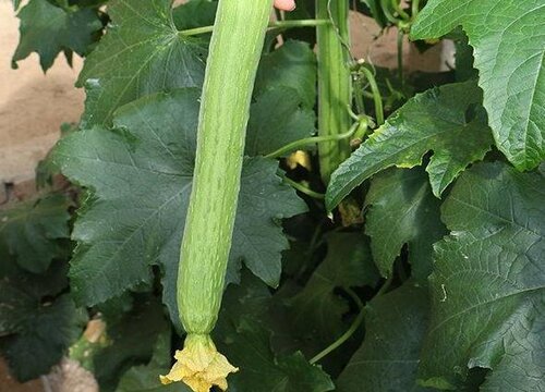 丝瓜叶子发黄是什么原因造成