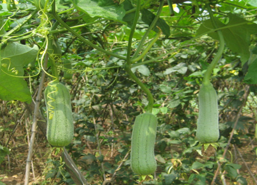 丝瓜叶子发黄是什么原因造成