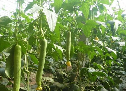 丝瓜叶子发黄是什么原因造成