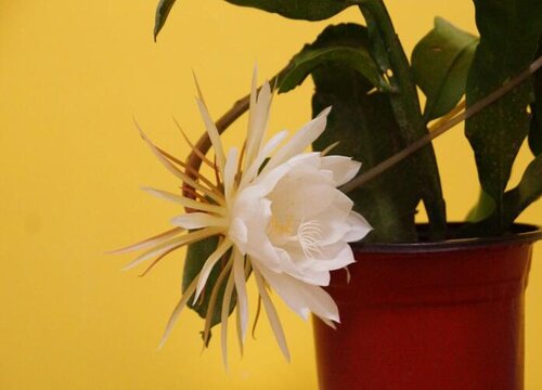 昙花可以吃吗怎么吃