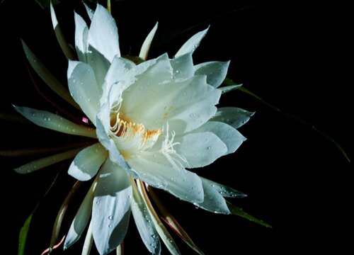 昙花可以吃吗怎么吃