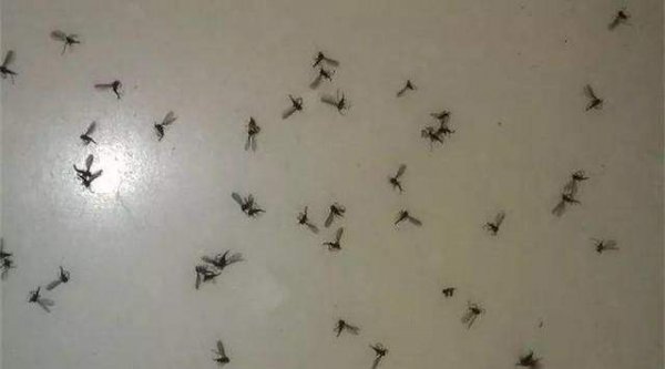 家里小飞虫怎么消灭小窍门