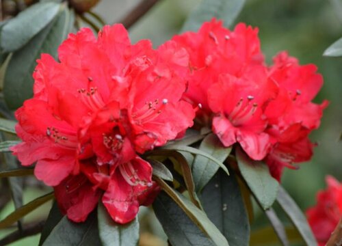 杜鹃花夏天可以换盆吗