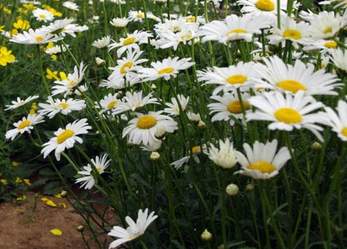 西洋滨菊什么时候播种合适