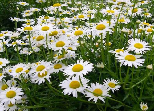 西洋滨菊什么时候播种合适