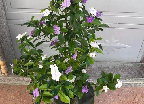 茉莉怎么过冬天