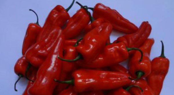 我国辣椒是哪里产的最好