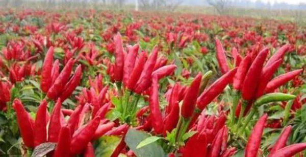 我国辣椒是哪里产的最好