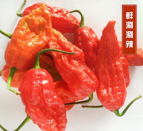 我国辣椒是哪里产的最好