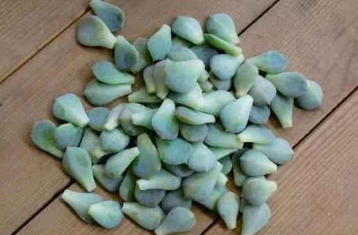 多肉插片怎么种植