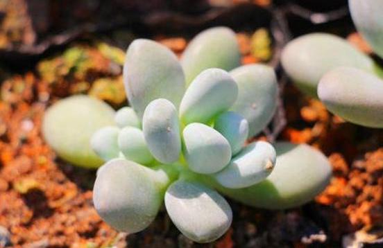 多肉插片怎么种植