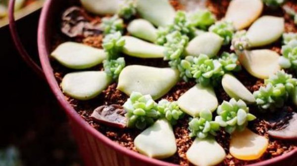 多肉插片怎么种植