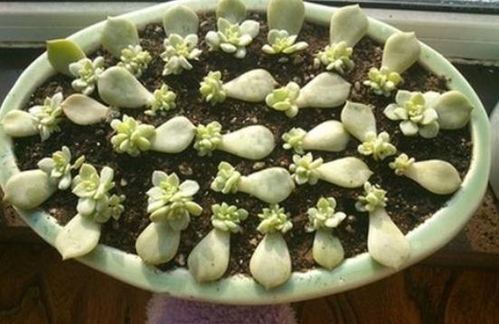 多肉插片怎么种植