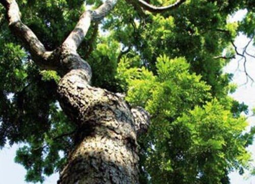 黄花梨适合种在什么地方