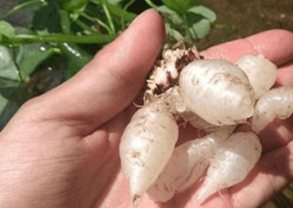 幸运草是三叶还是四叶