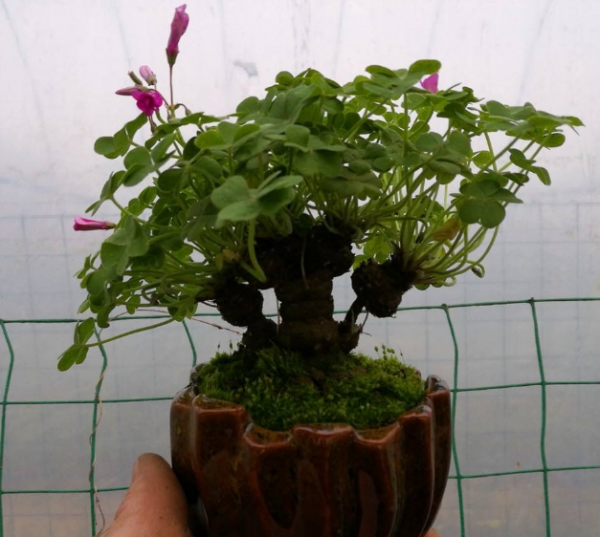 幸运草是三叶还是四叶