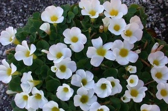 幸运草是三叶还是四叶