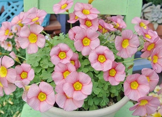 幸运草是三叶还是四叶