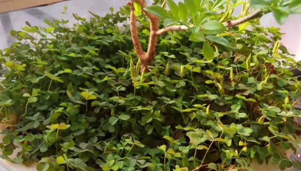 幸运草是三叶还是四叶